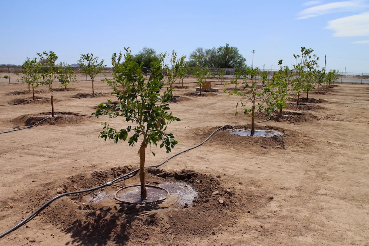 سیستم آبیاری قطره ای