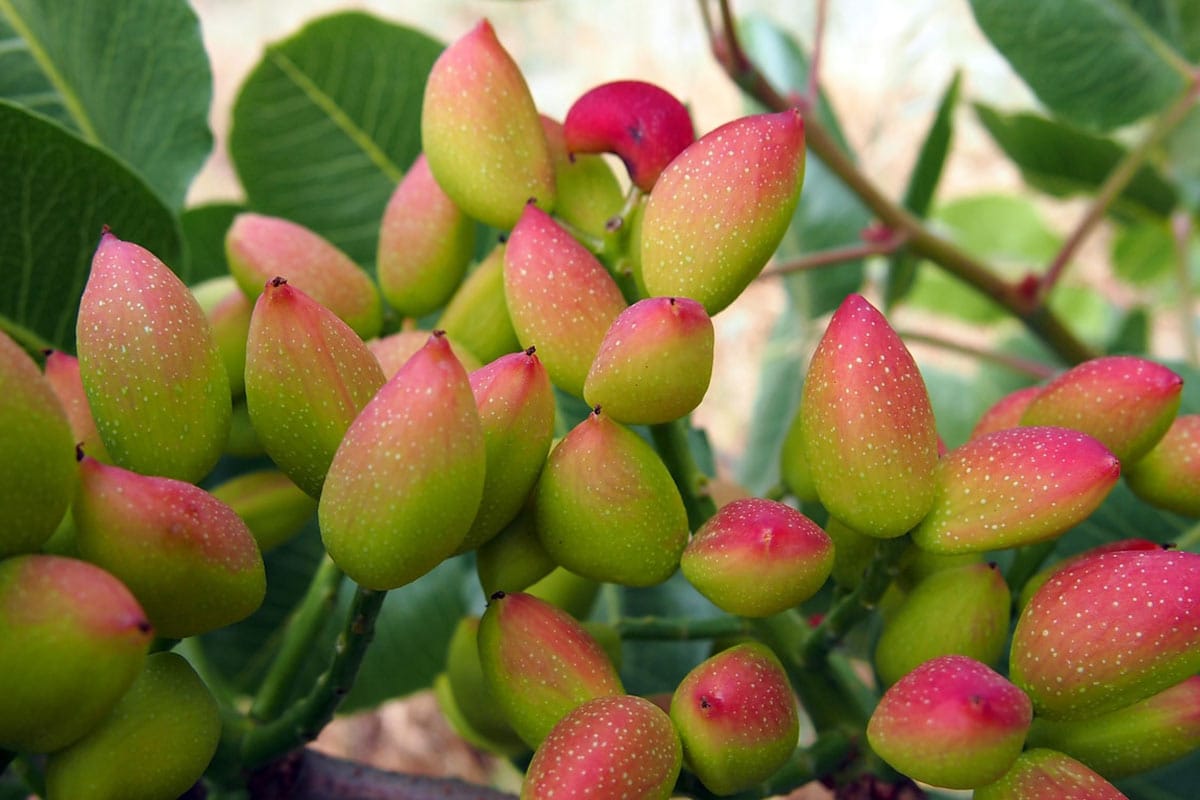 باردهی درخت پسته