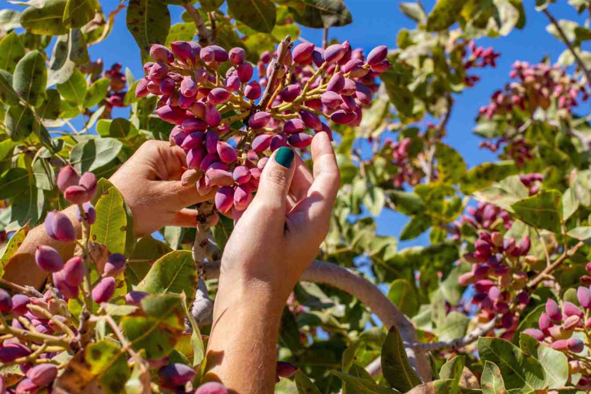 بهترین کود برای پسته