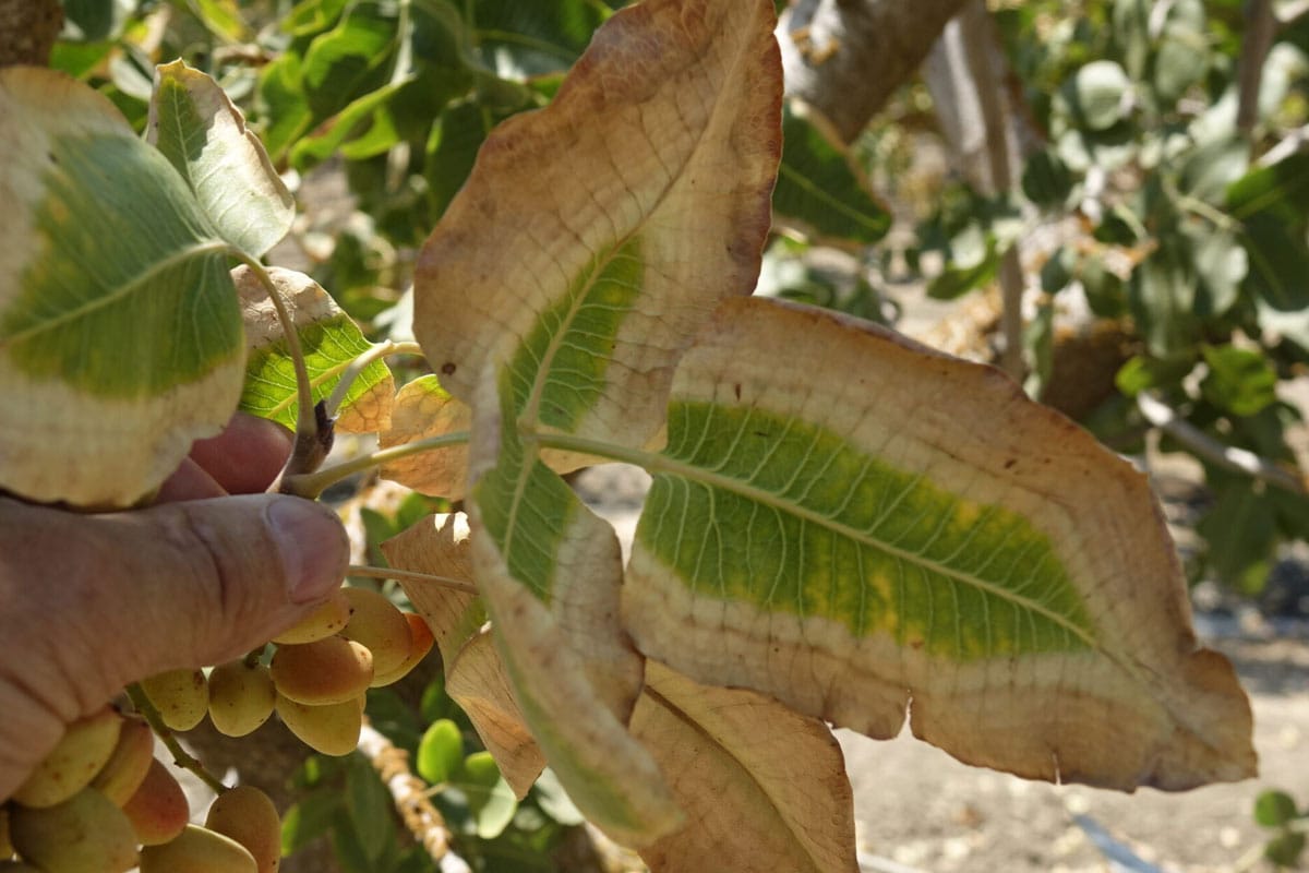 بهترین کود برای پسته