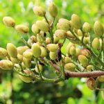 علت پوکی پسته و راهکارهای موثر جلوگیری