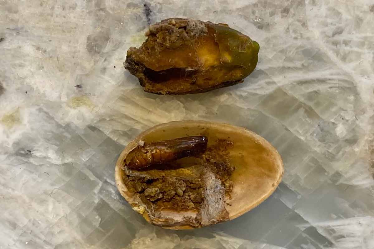 پوکی پسته