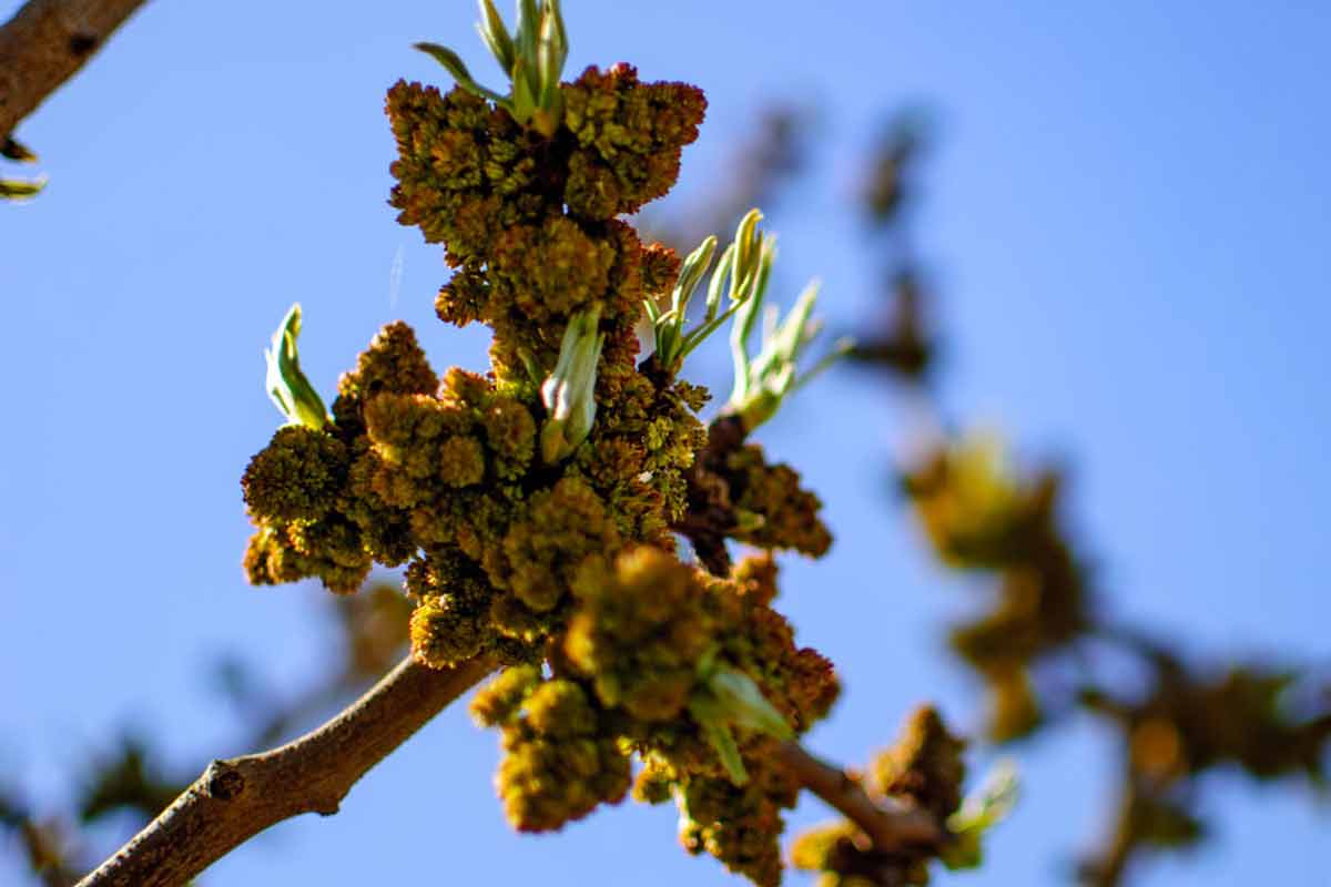 پوکی پسته