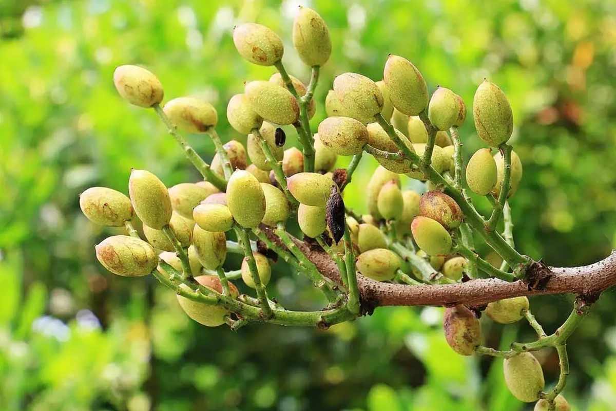 پوکی پسته