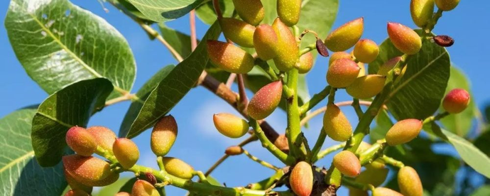باردهی درخت پسته
