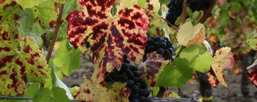 آفات و بیماری های انگور