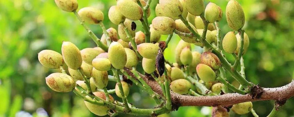 پوکی پسته