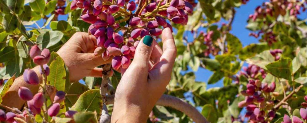 بهترین کود برای پسته